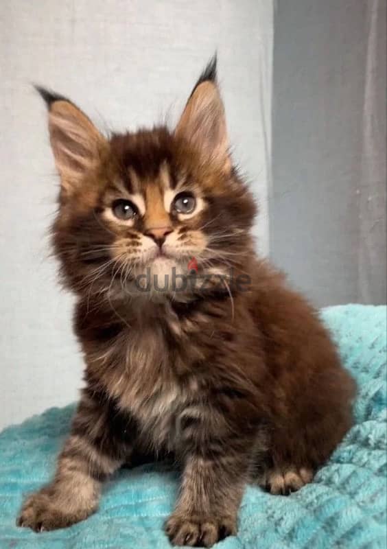 Maine coon kittens boys from Russia 6