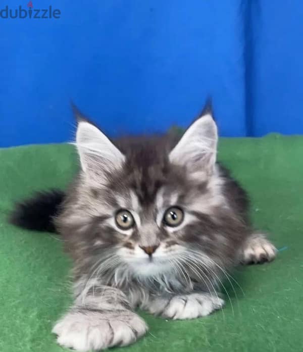 Maine coon kittens boys from Russia 7