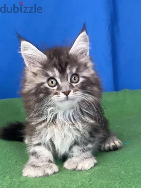 Maine coon kittens boys from Russia 8