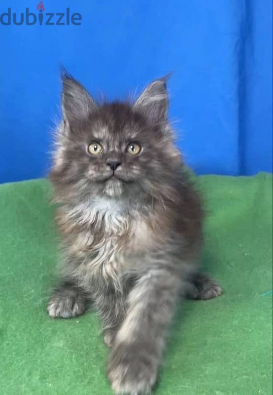 Maine coon kittens boys from Russia 12