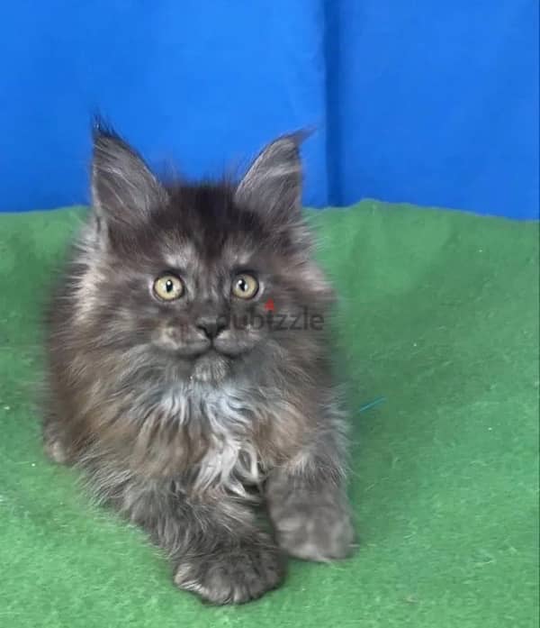 Maine coon kittens boys from Russia 13