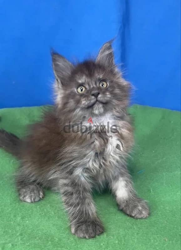 Maine coon kittens boys from Russia 14