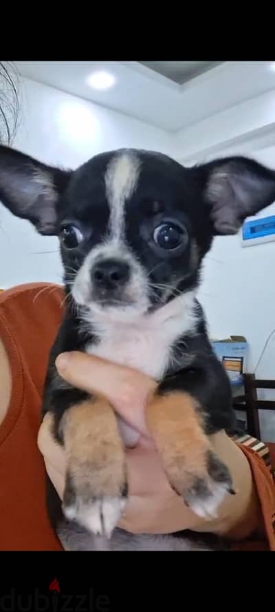 Mini  Chihuahua