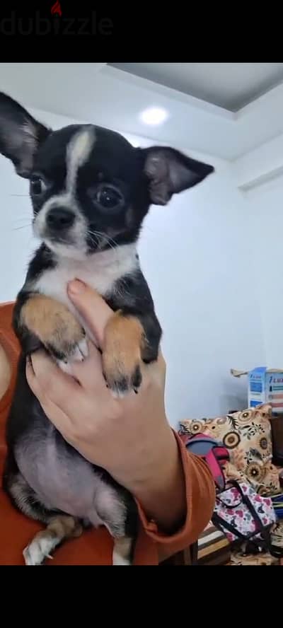 female Chihuahua