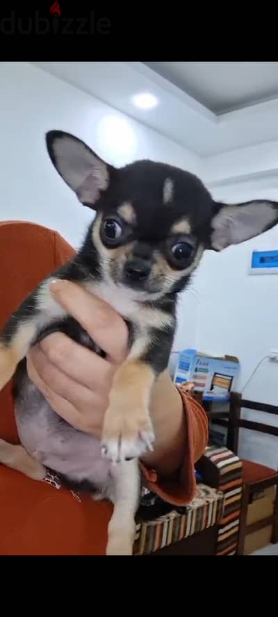 Mini male chihuahua