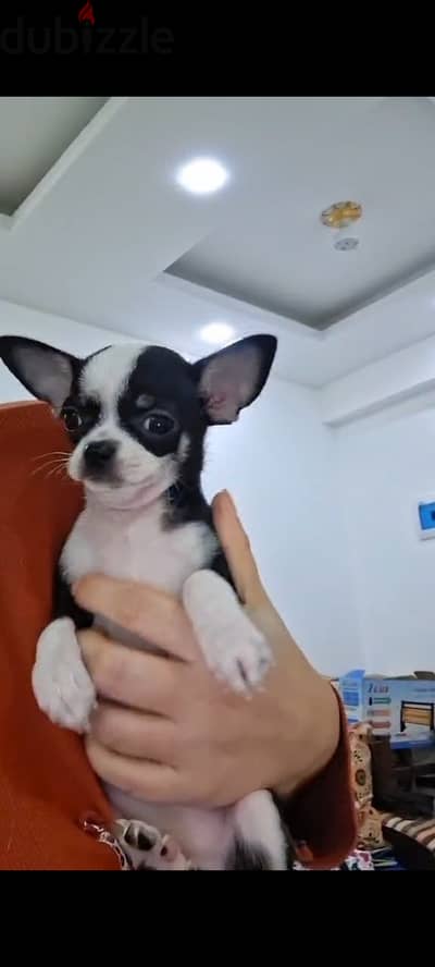 Mini female Chihuahua