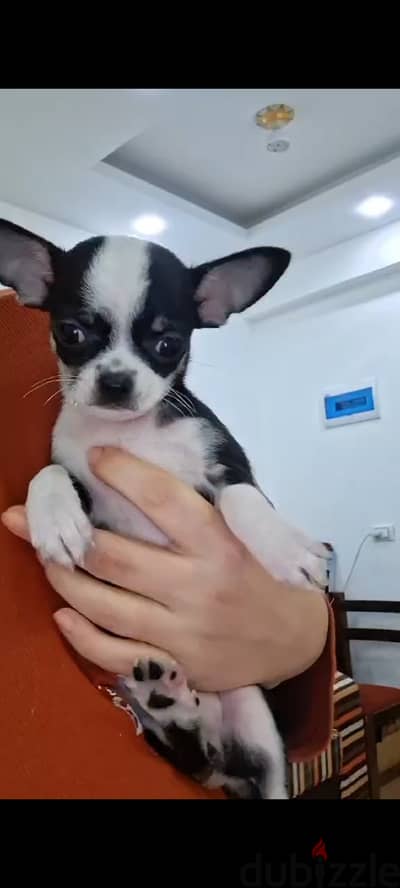 female Chihuahua