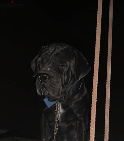 كين كورسو -cane corso