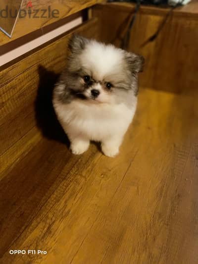 Mini Pomeranian male puppy panda