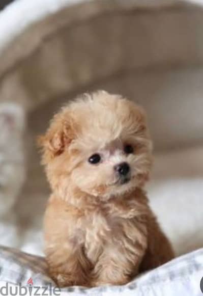 puppy Maltipoo