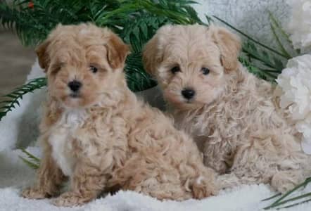 puppy Maltipoo