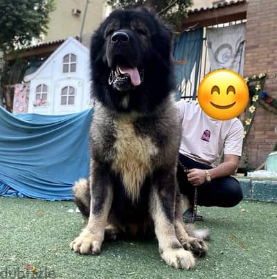 كوكيجن Caucasian shepherd