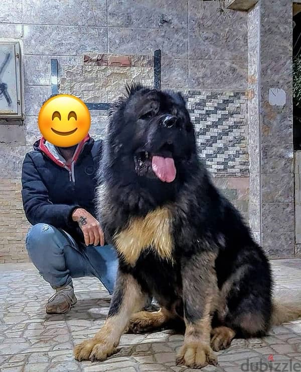 كوكيجن Caucasian shepherd 1