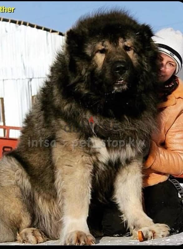 كوكيجن Caucasian shepherd 2