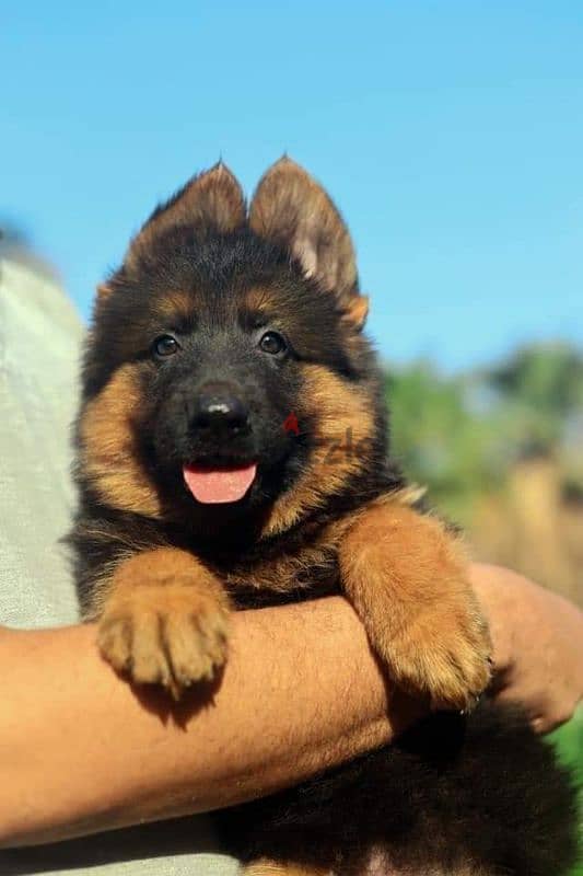 جيرمن شيبرد German shepherd puppy showline long hair pure بيور 100% 0