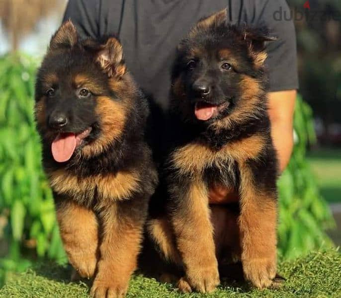 جيرمن شيبرد German shepherd puppy showline long hair pure بيور 100% 1