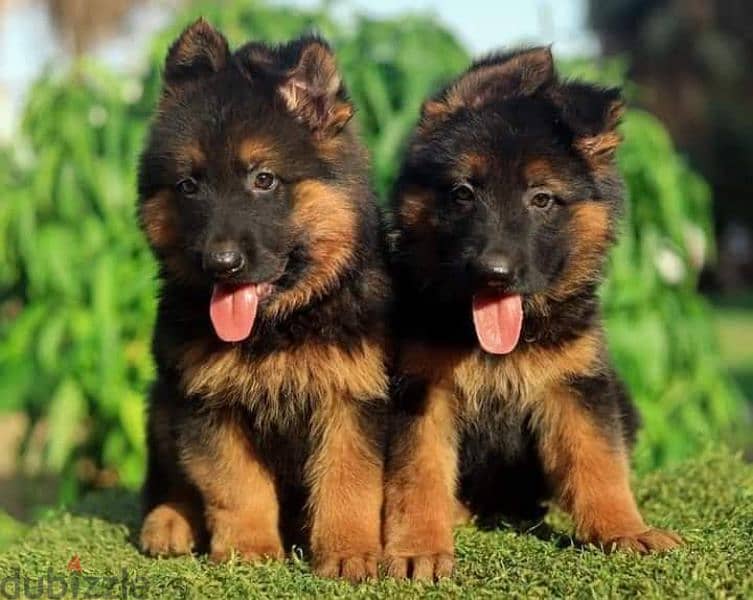 جيرمن شيبرد German shepherd puppy showline long hair pure بيور 100% 2