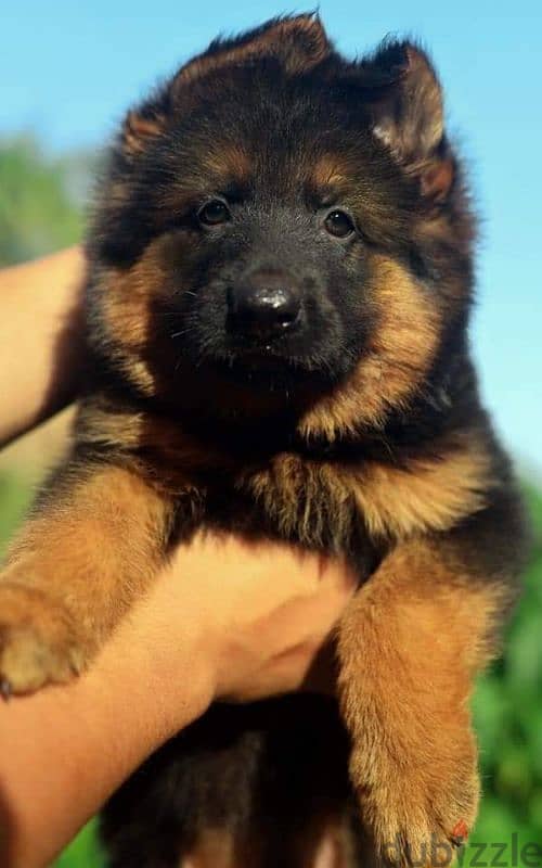 جيرمن شيبرد German shepherd puppy showline long hair pure بيور 100% 3