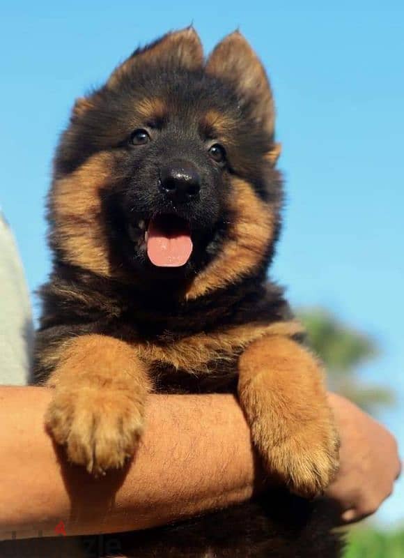 جيرمن شيبرد German shepherd puppy showline long hair pure بيور 100% 4