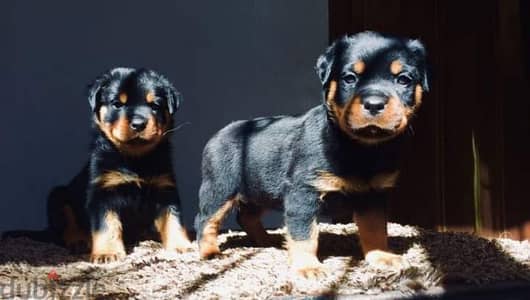 كلب روت / رود وايلر ألماني Rottweiler puppies