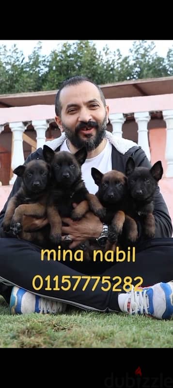 اجمد جراوى مالينو فمصر malino puppies 0