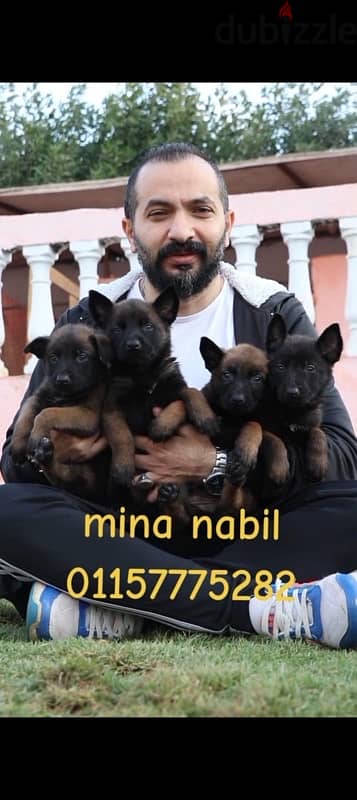 اجمد جراوى مالينو فمصر malino puppies 1