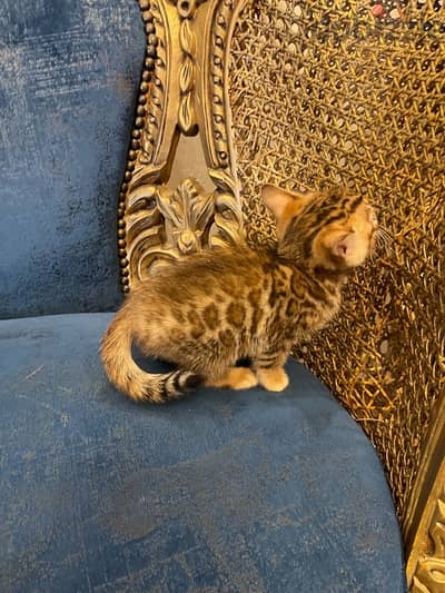 bengal