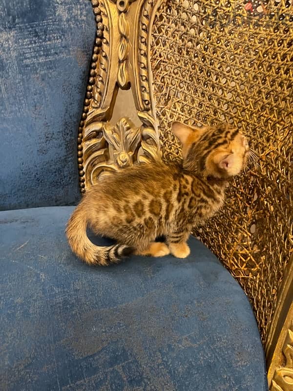 bengal cat 0