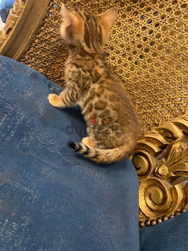 bengal cat 1