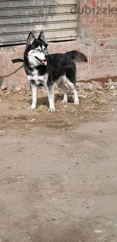 هاسكي Husky