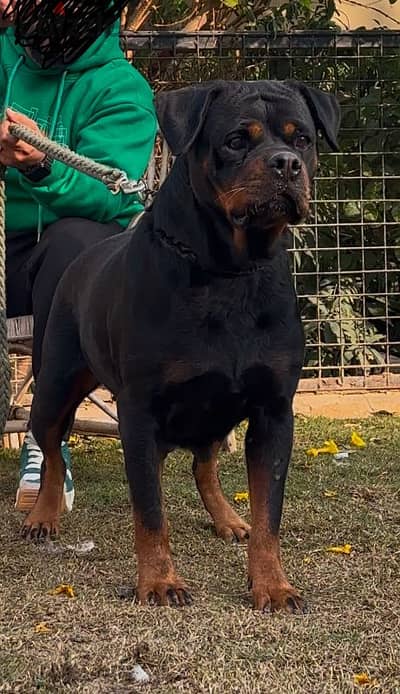 نتايه روت rottweiler