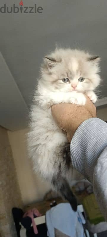 بنت راغدول للبيع Ragdoll cat for sale