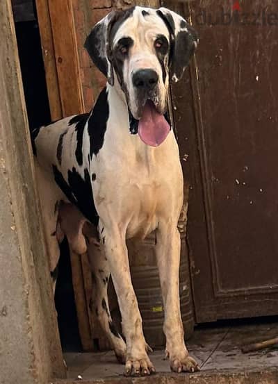 جريت دان دنواه great dane