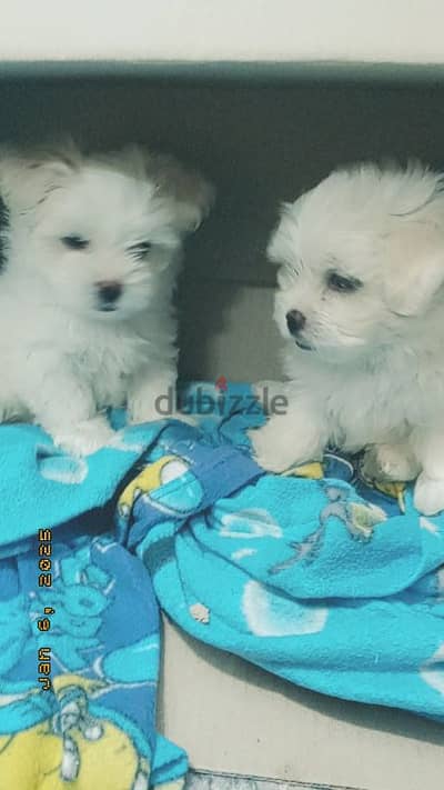 جروين مالتيز عندهم 45 يوم (maltese puppy)