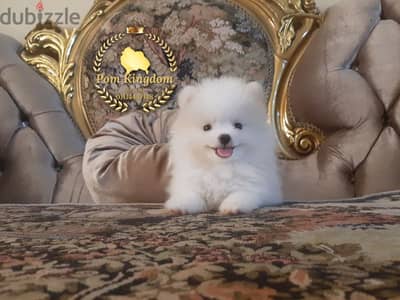 Mini pomeranian teacup  - بومرينيان