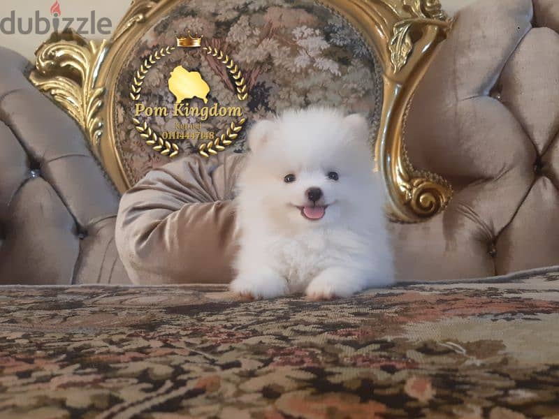 Mini pomeranian teacup  - بومرينيان 0