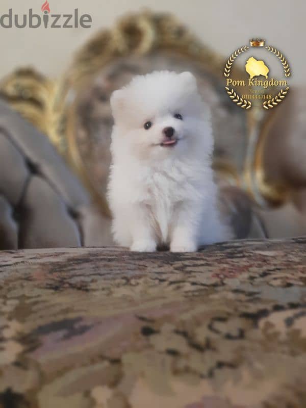 Mini pomeranian teacup  - بومرينيان 1