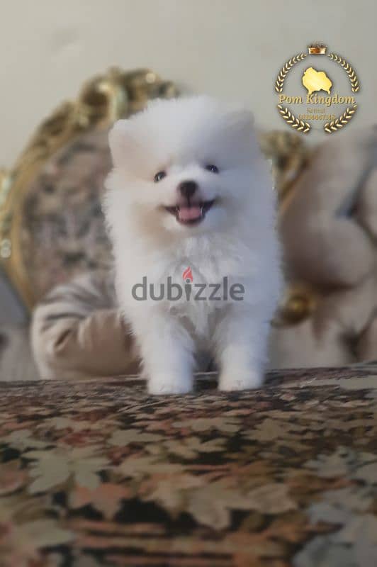 Mini pomeranian teacup  - بومرينيان 2