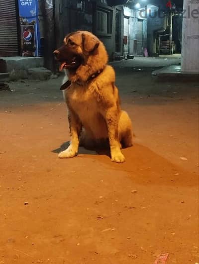 بنوته كوكيچن Caucasian Shepherd