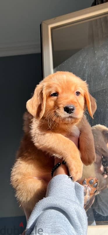 golden for sale