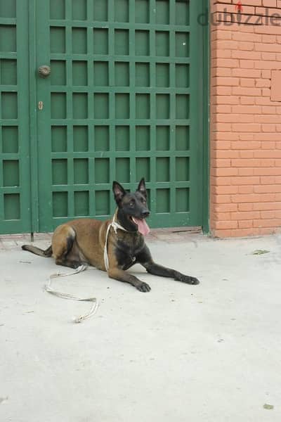 Pure Belgian malinois puppies