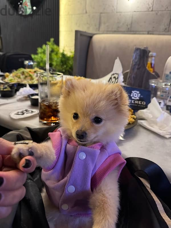 كلب بومرينيان  pomeranian بيور 4