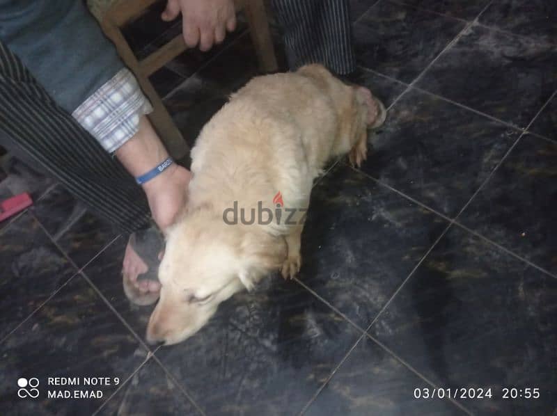 golden retriever 4