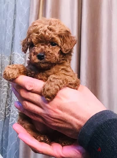 puppy poodle