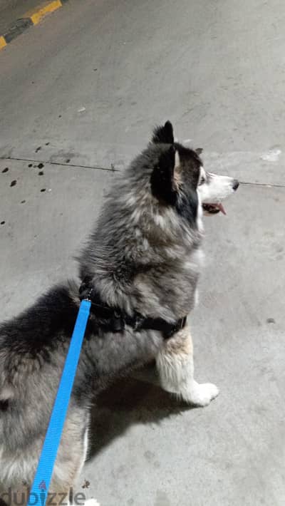 Siberian husky long hair