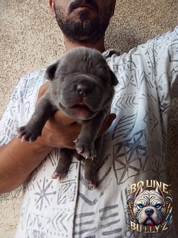 female American bully 0