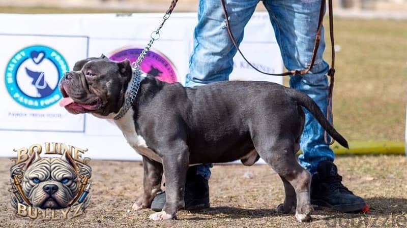 female American bully 1