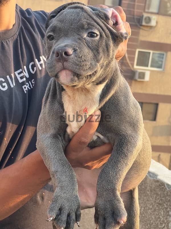 female American bully 3