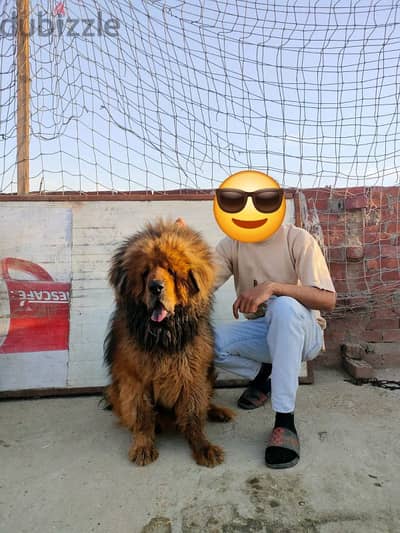 tibetanmastiff