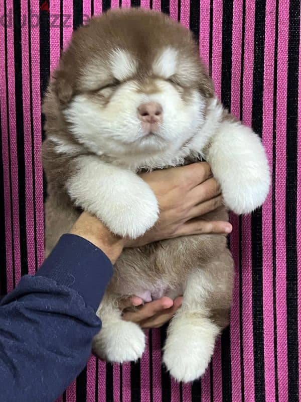 giant Alaskan malamute 5